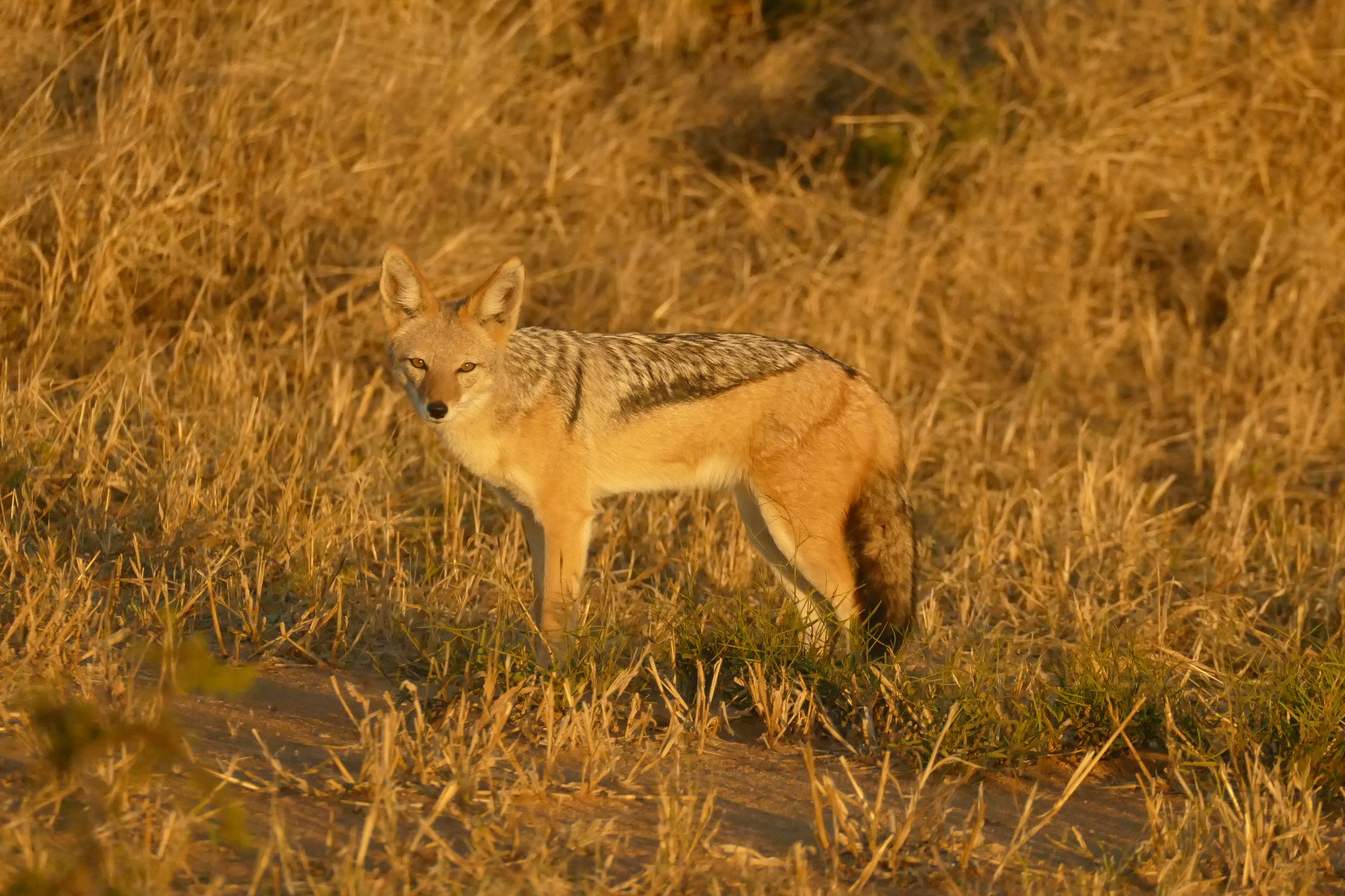 Black-backed Jackal – Sininho´s World