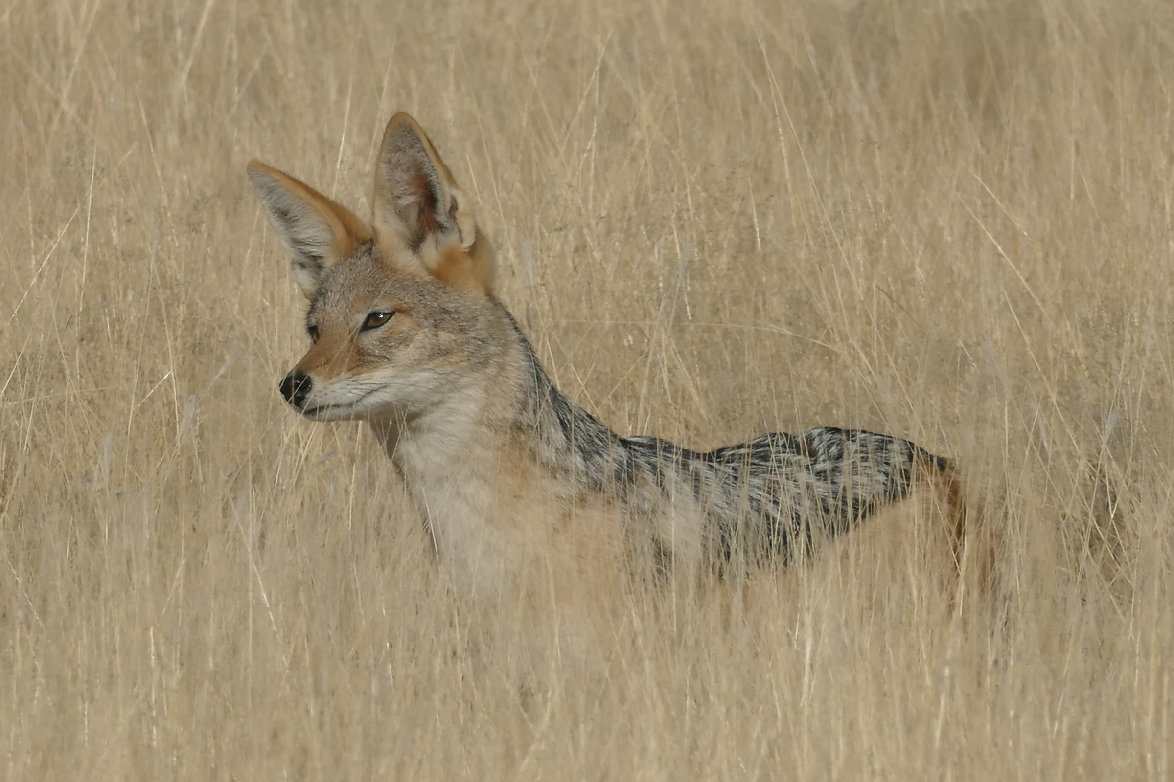 Black-backed Jackal – Sininho´s World