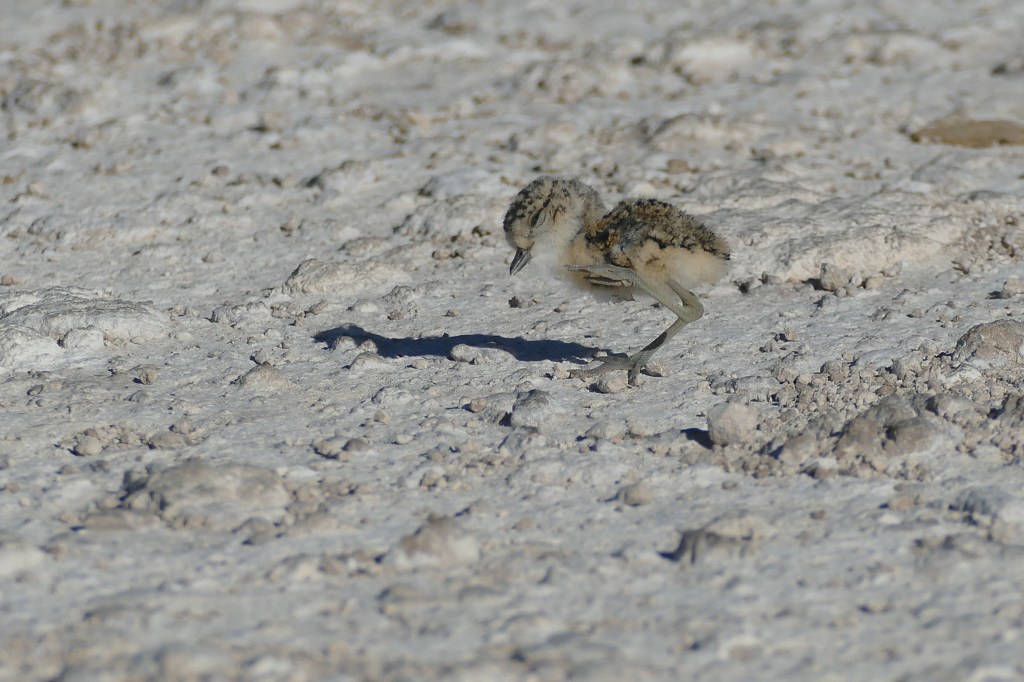 Kittlitz´s Plover baby
