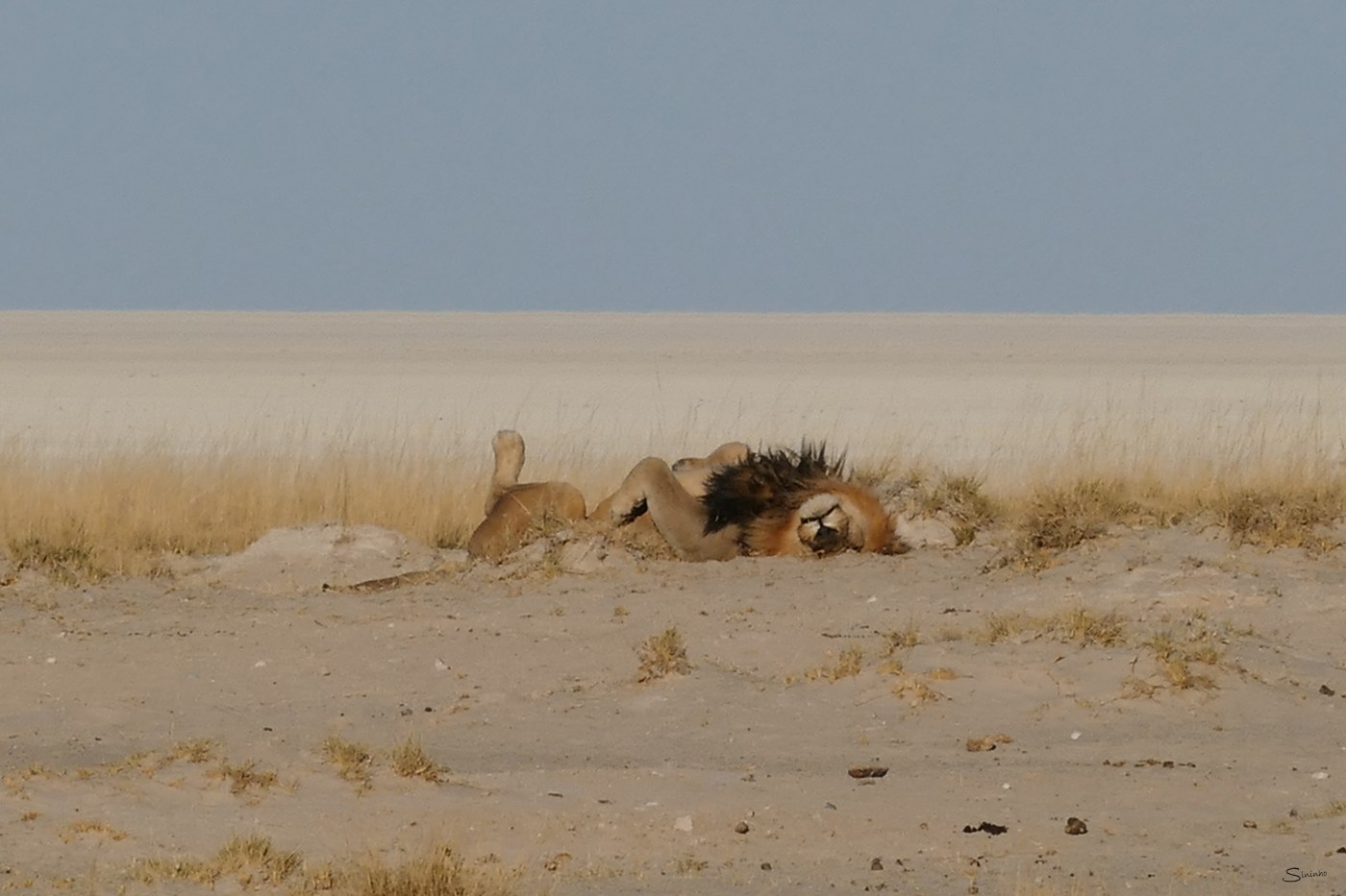Aug 2020, Namibia, Etosha, Okondeka, Lion