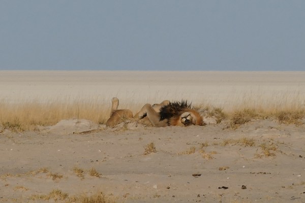 Aug 2020, Namibia, Etosha, Okondeka, Lion
